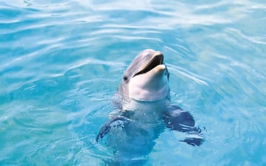 2 Hour Dolphin Tour Naples, Florida 1