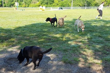 4 dogs on grass in Lakeview Park