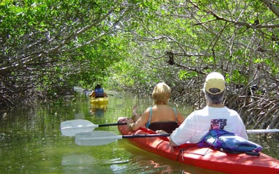 4 people on kayaks in the mangroves