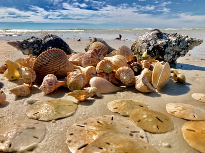 40 shells in a pile on the beach