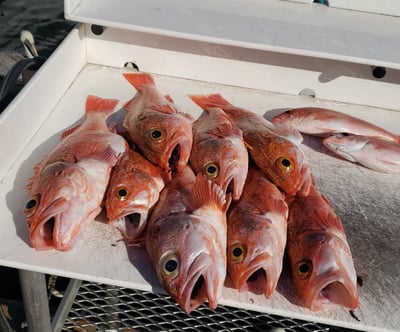 9 dead red fish on a boat