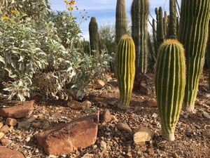 Arizona Sonora Desert Museum