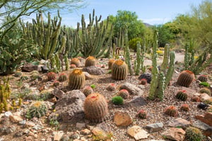 Arizona Sonora Desert Museum-2