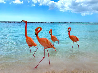 Aruba-Flamingo-Renaissance_Island