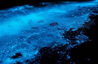 Bioluminescence Tour in Florida