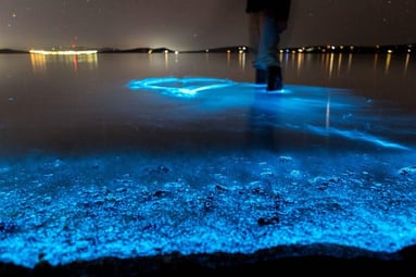 Bioluminescent Tandem Kayaking Tour