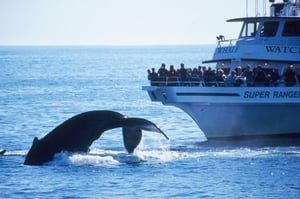 Boston Boat Tours