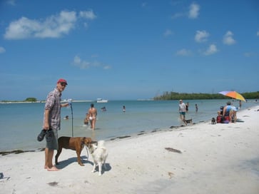 Dogs playing on Bonita Dog Beach 