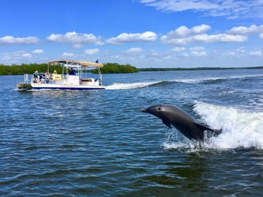 Dolphin Tour Fort Myers Beach, Florida 3