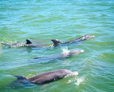 Four dolphins playing in Fort Myers