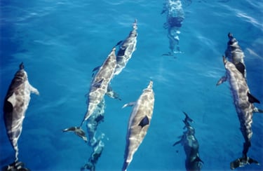 Dolphins in Kauai