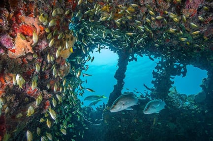 Fish swimming in a coral reef