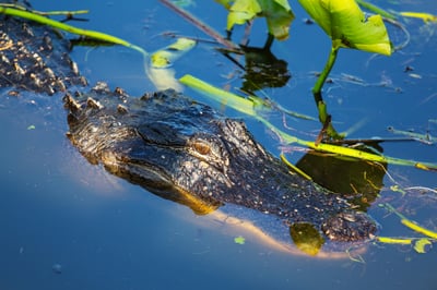 Gator in the water