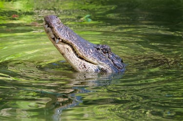 Gator popping his head out of the water