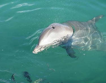 Dolphin playing in the water in Fort Myers