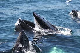 Hyannis Whale Watcher Cruises