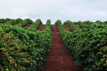 Kauai Coffee Tour