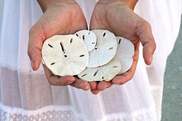 Lady holding 5 sand dollars on Sand Dollar Island