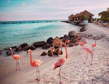 Man sitting on rocks with flamingos