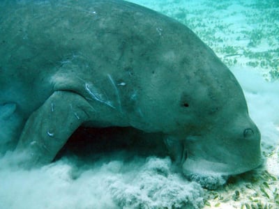 Manatee eating food on the bottom of the ocean