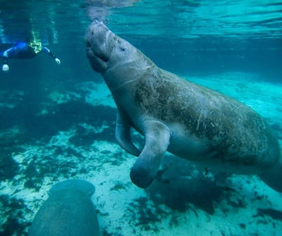 Manatee poking its head out of the water