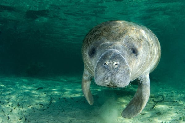 Manatee-1050x700