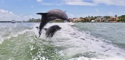 Two Dolphins playing behind a boat in Naples