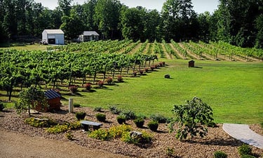 Natchez Hills Vineyard