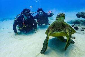 Oahu Diving