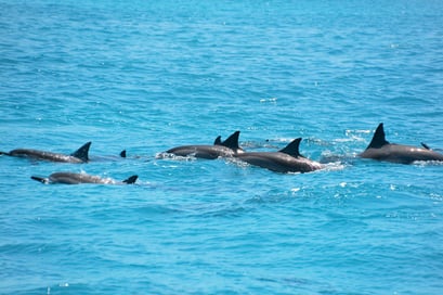 Pod of dolphins playing in the Gulf