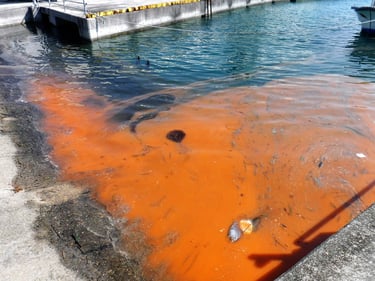 Red Tide water in the gulf of mexico