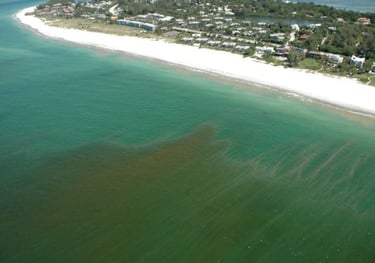 Red tide off shore in the gulf of mexico