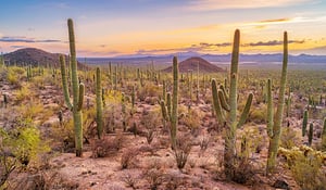 Saguaro National Park