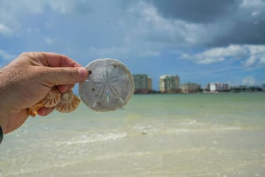 Sand Dollar on Marco Island