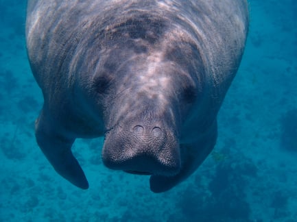 Single manatee swimming in the ocean