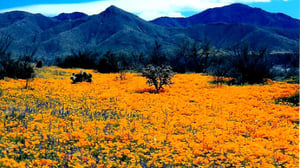 Tucson Flowers in the spring