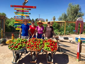 Tucson Village Farm Harvest Festival