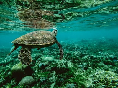 Turtle swimming on peanut island