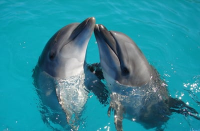 Two dolphins playing together in the ocean