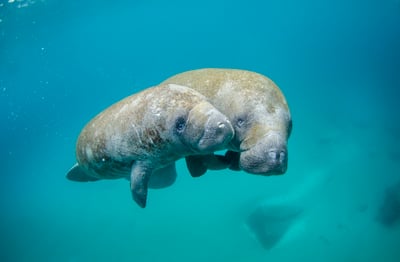 Two manatees holding hands in the gulf