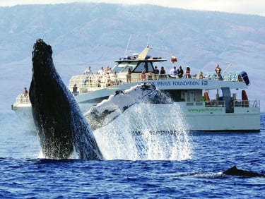 Whale jumping out of the water in Maui