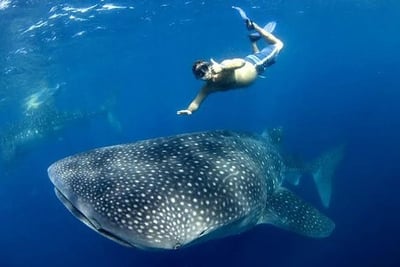 Whale sharks in Playa Del Carmen Mexico