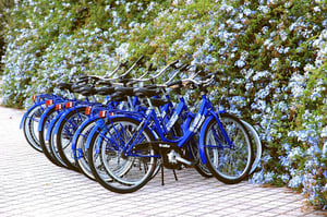 blue bikes in fort of flowers