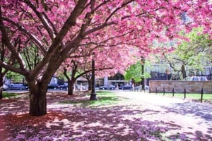 cherry blossoms