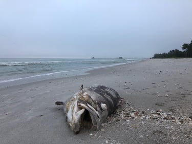 dead fish on the beach in St. Pete Beach