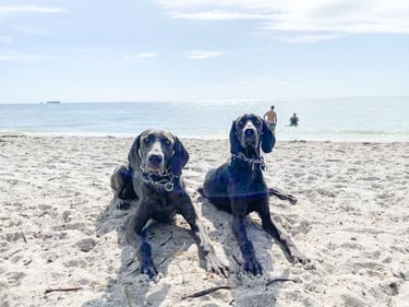 dog-beaches-in-florida-juno-beach-park