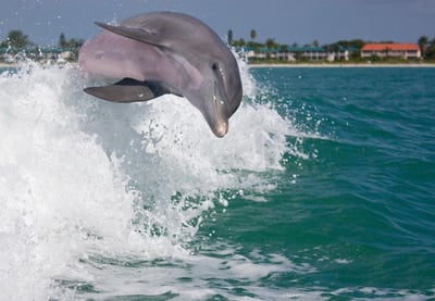 dolphin playing in the wake of a boat