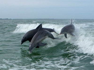 dolpins playing in the wake of a boat