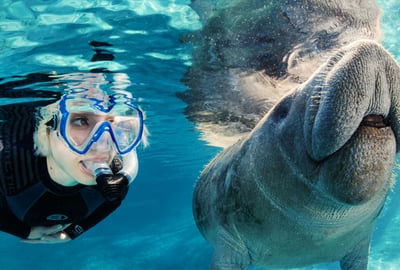 girl in blue goggles swimming with a manatee