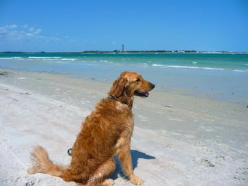 golden retriever sitting on Brohard beach